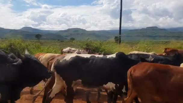 Prise de vue en plein jour de vaches sur la route Ouganda 