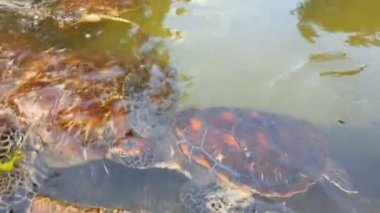 Yaralı Deniz kaplumbağaları yardım Zanzibar içinde Merkezi