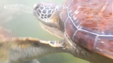 Yaralı Deniz kaplumbağaları yardım rseserve Zanzibar içinde