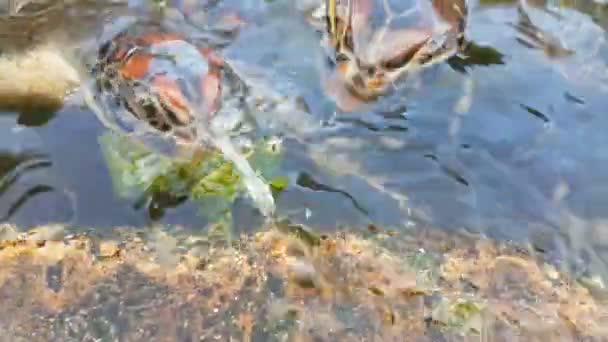 受伤的海龟帮助桑给巴尔的海鱼 — 图库视频影像