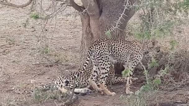 Chita Pobliżu Drzewa Parku Narodowym Serengeti Tanzania — Wideo stockowe