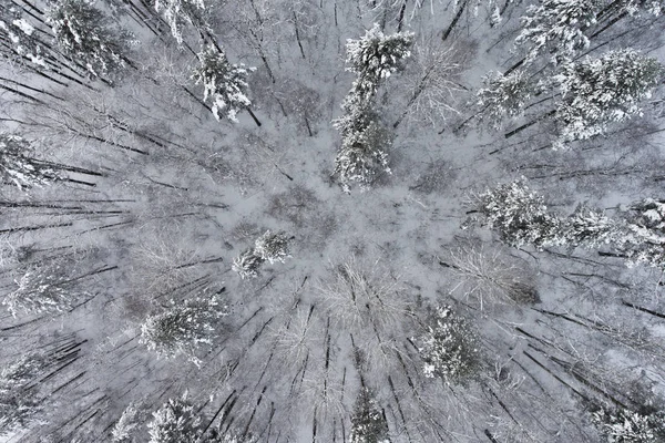 kış orman Üstten Görünüm