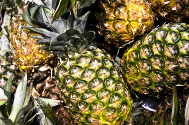 Bir sürü ananas arkaplanı var.