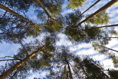 Woods veya orman çam ağaçları kron dallarında bakılması.