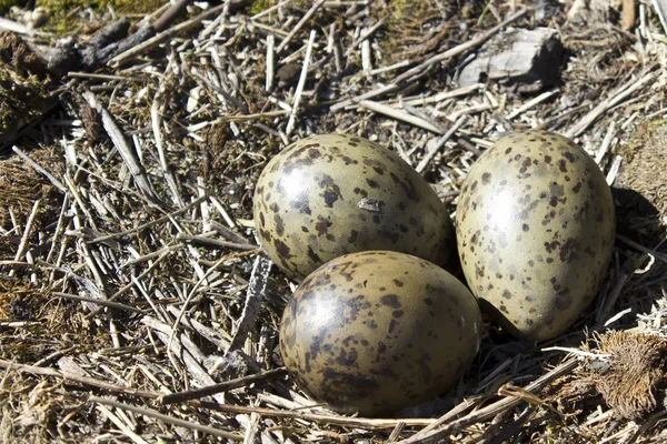 bir martı 's Nest üç yumurta
