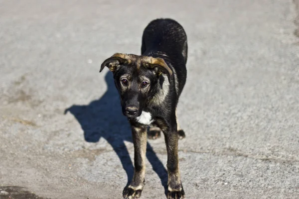 Yol asfalt zemin üzerine büyük aç köpek
