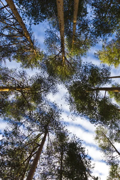 Bir ormandaki ağaçlar. Ararken
