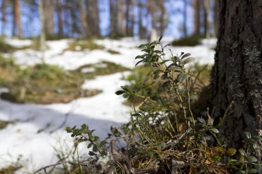 kar altından yaban mersini çalılar