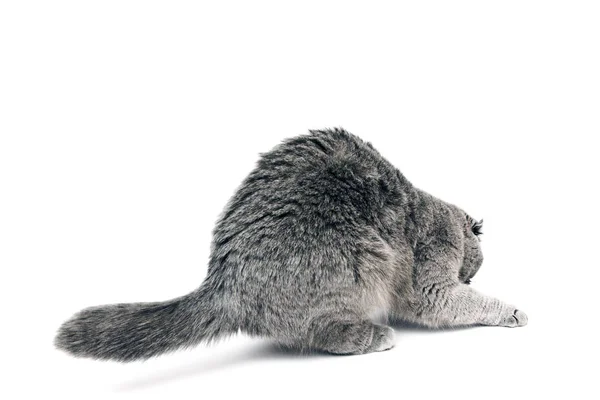 isolated cat on white background playing with a laser pointer beam