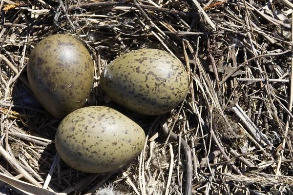 kuru ot bir yuvada üç kuş yumurtası