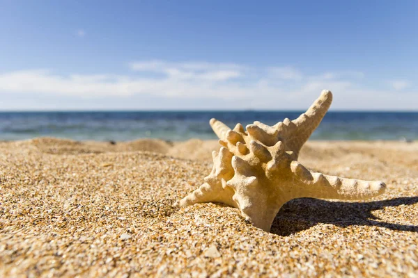 deniz tarafından kumlu bir plajda denizyıldızı
