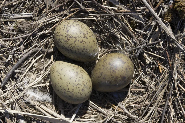 Чайка Гнездо Тремя Яйцами Внутри — стоковое фото