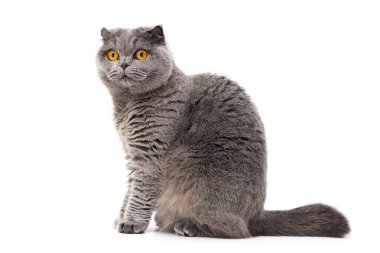 beyaz arka plan üzerinde İngiliz kedi izole