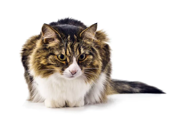 beyaz arka plan üzerinde izole yatan evcil kedi