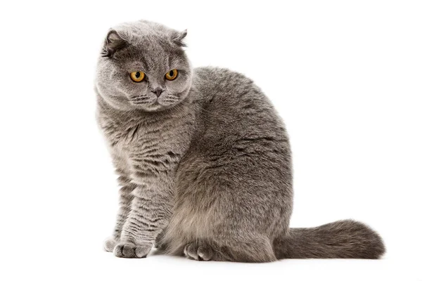 British Cat Isolate White Background Royalty Free Stock Images