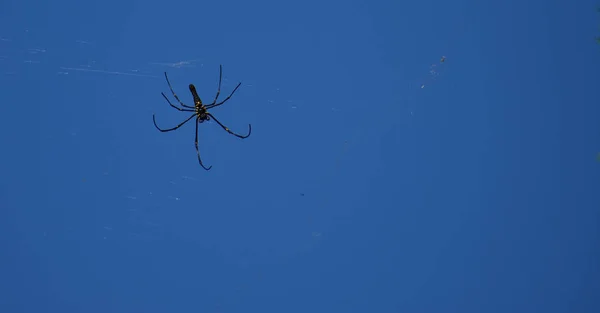 Ein Schöner Blauer Hintergrund Mit Einer Spinne Und Ihren Spinnweben — Stockfoto