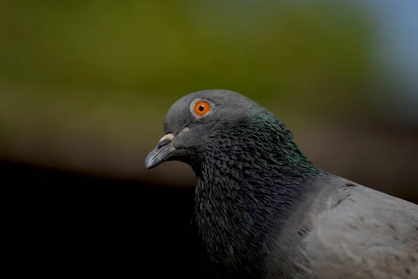 Duva Ser Fram Lat Dag — Stockfoto