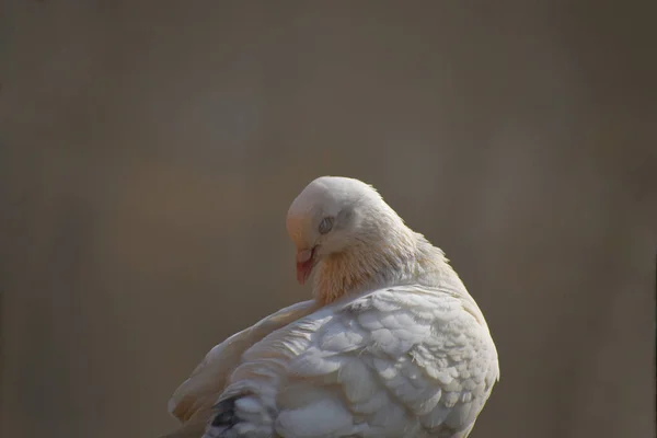 白鸽睡在懒散的日子 一只年轻的熟睡的鸽子的肖像 — 图库照片