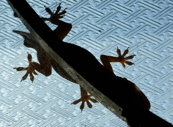 一只蜥蜴走在一扇窗上 — 图库照片