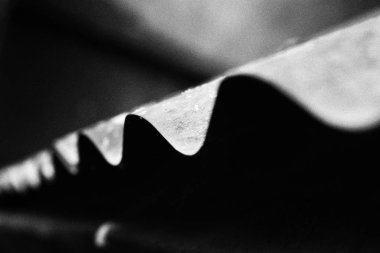 sürünen bir bitki acı kabak adında yeni bir yeşil yaprakları, ilk güneş ışığı bak.