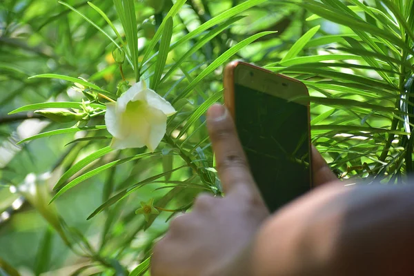 mobile photography of a unknown flower.