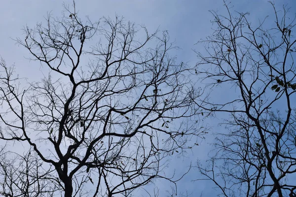 Гілки дерев на небі. Казковий похмурий ліс . — стокове фото