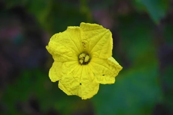 Eine schöne gelbe Blume isoliert auf dunklem Hintergrund. — Stockfoto