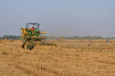Bir hasat altın olgun kırpma kesme.
