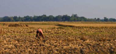 Olgun onun corp bağlama izole bir çiftçi.