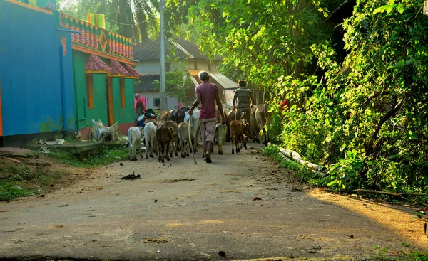 A busy village road in West Bengal, India at a sunny afternoon. A man is returning home with his cattle.