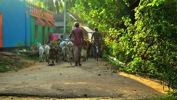 Une route de village très fréquentée au Bengale occidental, en Inde, par un après-midi ensoleillé. Un homme rentre chez lui avec son bétail . — Photo