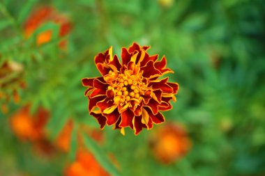 Kırmızı kadife çiçeği