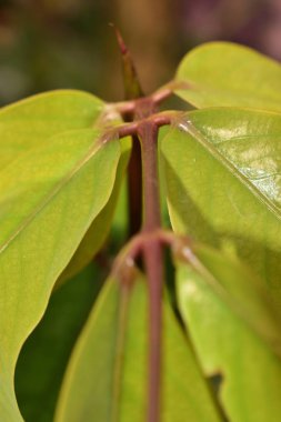 Yeşil yaprak dokusu. Yaprak dokusu arkaplanı
