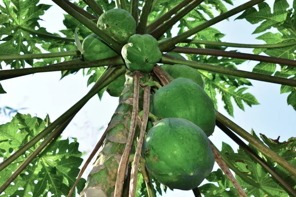泰国园林中木瓜树的木瓜果实自然生长在果实累累的树上. — 图库照片