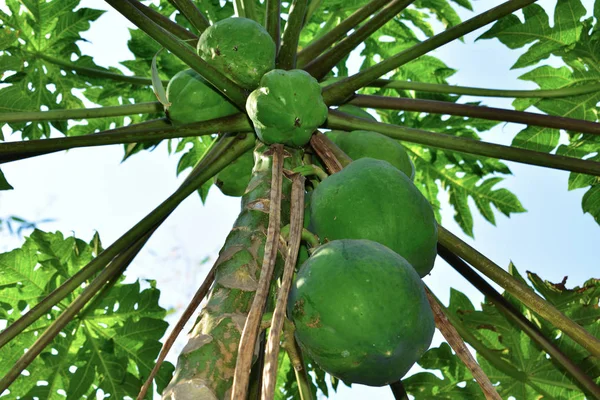 泰国园林中木瓜树的木瓜果实自然生长在果实累累的树上. — 图库照片