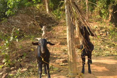 Yaprak yiyen Hintli yerli keçiler. Kırsal bir Hint sahnesi.
