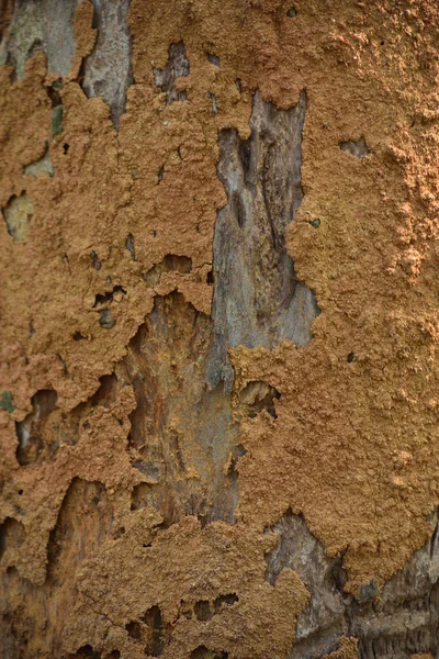 Termiternas hus på ytan av en trädstam. En konsistens termiter lera hus. — Stockfoto