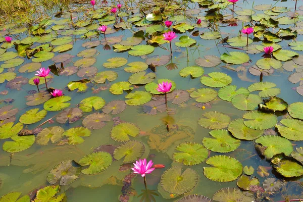 Pink or red water lilies Nymphaea rubra on a natural rural lake. this kind of flower also called shaluk or shapla in bengali.