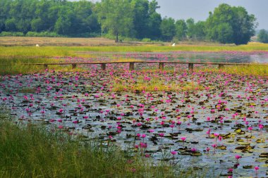 beton Köprü kırsal Hindistan'da nilüferler ile dolu bir Göl üzerinde yapılan.
