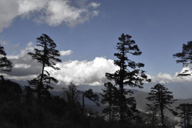 Dochula Geçidi'nden çam ağaçlarının silueti , Punakha , Bhutan