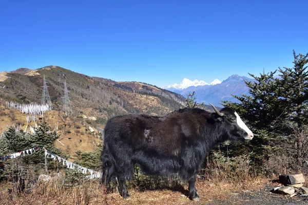 Kraftfull Jak på berget i Chelela, Himalaya, Bhutan. — Stockfoto