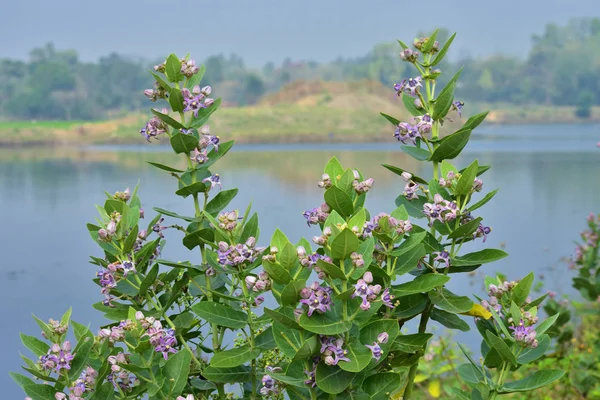 Crown flowers (Calotropis gigantea)