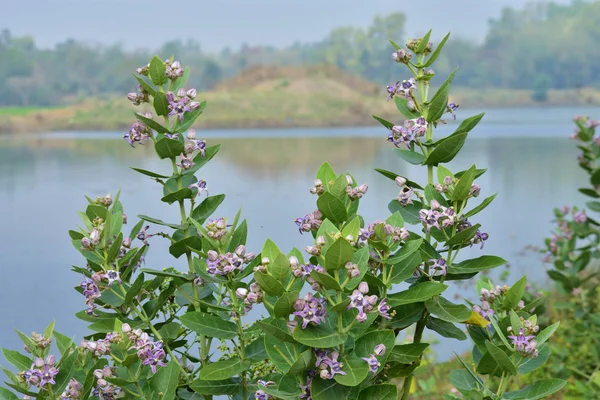 Crown flowers (Calotropis gigantea)