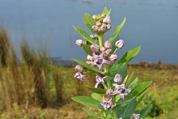 Crown flowers (Calotropis gigantea)