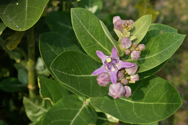 Flores de la corona (Calotropis gigantea ) —  Fotos de Stock