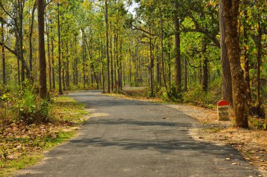 Jhargram, Batı Brnga bir doğa turistik nokta ormanda küçük bir yol , Hindistan.
