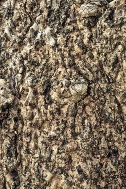 elm kabuğu. sorunsuz tileable doku.