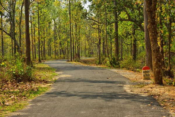 Mała droga na dżunglę Jhargram, przyrodnicze miejsce turystyczne w West Brnga, Indie. — Zdjęcie stockowe