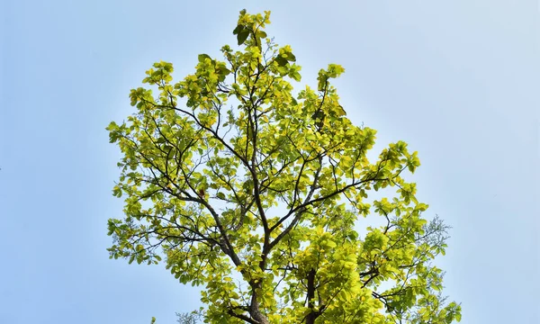 Un albero pieno di foglie verdi appena nate. alberi della foresta. natura sfondi albero verde . — Foto Stock