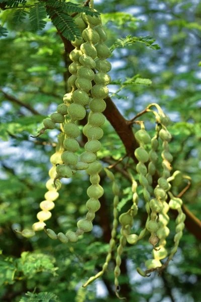 Vachellia nilotica 的果实俗称树胶阿拉伯树， 巴布尔， 荆棘米莫萨， 埃及的金合会或棘手的金合子是家庭法法切亚的树 — 图库照片